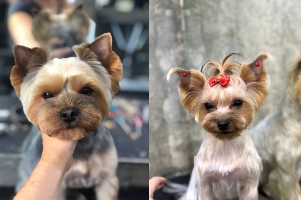 стрижка собак чернигов